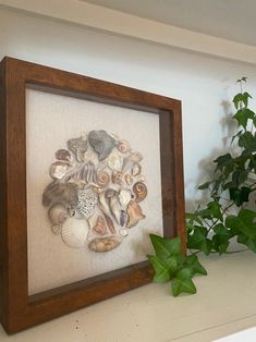 there is a framed picture with shells on it next to a potted green plant