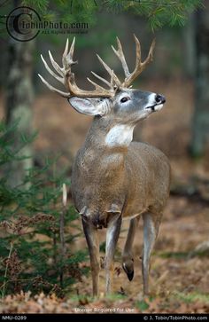 a deer with antlers standing in the woods