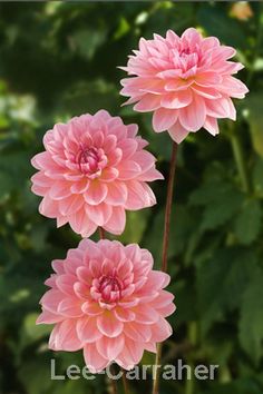 three pink flowers with green leaves in the background