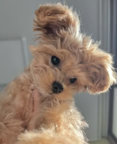 a small brown dog sitting next to a window