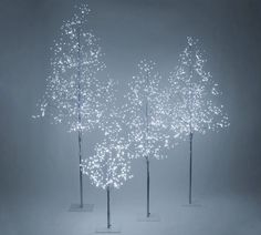 three lighted trees with white lights on them