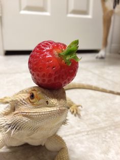 a lizard with a strawberry on top of it's head sitting on the floor