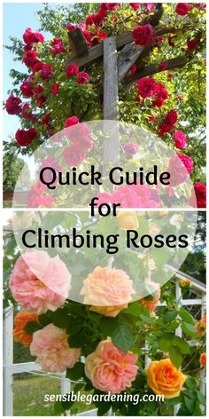 the words quick guide for climbing roses