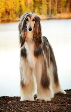 a long haired dog standing in front of a lake