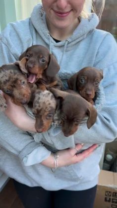 a woman holding several puppies in her arms