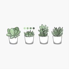 three potted plants with different shapes and sizes