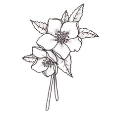 a flower with leaves on it is drawn in black and white, while the petals are still