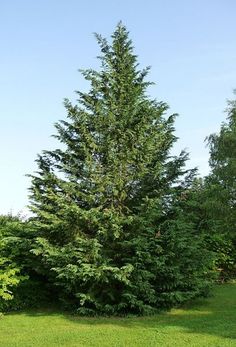 a tall pine tree in the middle of a field