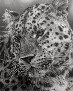 a black and white drawing of a leopard