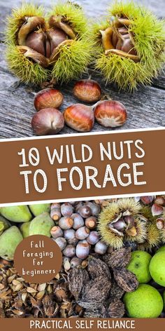 fall foraging wild nuts, black walnuts, acorns, beechnuts, butternuts, chestnuts Foraging For Beginners Midwest, Foraged Food Recipes, Foraging Acorns, Acorn Recipes, Fall Foraging, Eatable Flowers, Foraging Guide