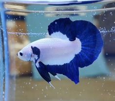 a blue and white fish in an aquarium