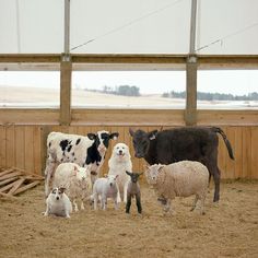 a herd of sheep standing on top of a dry grass covered field next to a cow