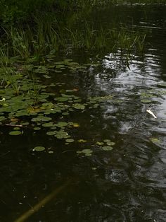 a duck floating on top of a body of water surrounded by green grass and lily pads