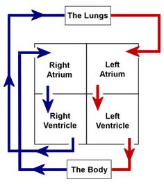 a diagram showing the effects of an attritun and left ventricle