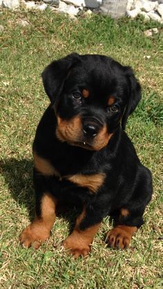 a small black and brown dog sitting in the grass