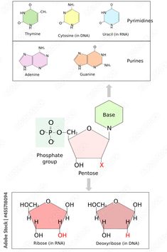 two diagrams showing the different types of hydrogens and their corresponding names, with one labeled in