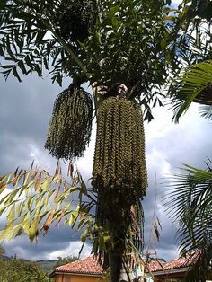 a large green plant hanging from the side of a tree in front of a house