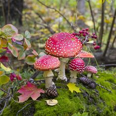 three mushrooms sitting on top of a moss covered rock in the woods with leaves around them