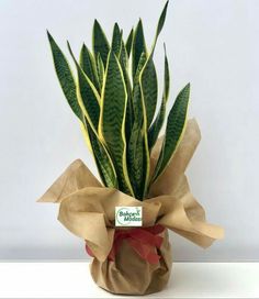 a potted plant is wrapped in brown paper