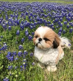 a small brown and white dog sitting in the middle of a field of blue flowers