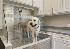 a white dog standing on top of a kitchen sink