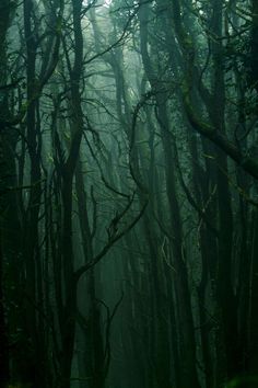 a forest filled with lots of tall trees covered in green foliage and foggy skies