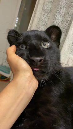 a black cat being petted by someone's hand