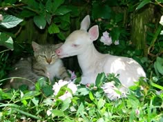 a cat is sitting in the grass next to a statue of a dog and lamb