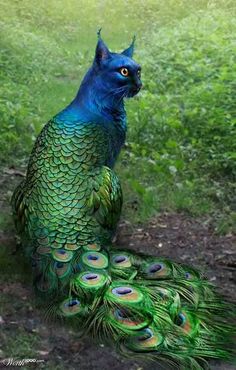 a peacock sitting on top of a lush green field