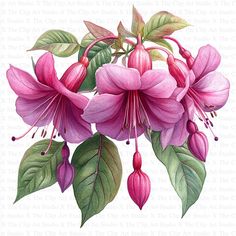 a painting of pink flowers with green leaves