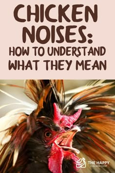 a rooster with the words chicken noises how to understand what they mean on it