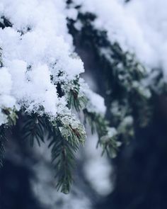 snow is on the branches of a pine tree