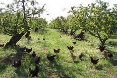 chickens in an apple orchard on a sunny day