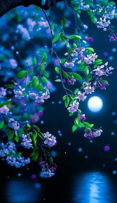 a tree branch with purple flowers and green leaves in front of a full moon filled sky