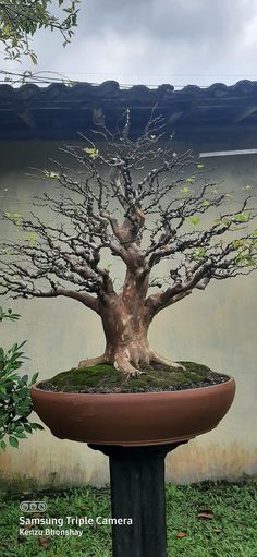 a bonsai tree in a pot with moss growing on it