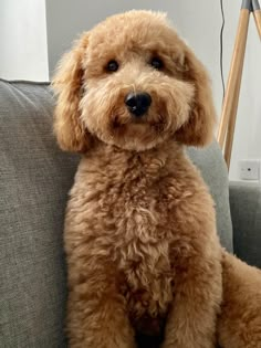 a brown poodle sitting on top of a gray couch next to a wooden floor lamp