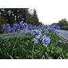 blue flowers growing on the side of a road