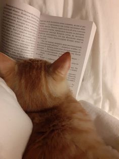 an orange and white cat laying on top of a bed next to an open book