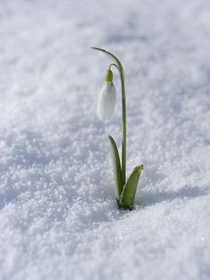 a small white flower sprouts out of the snow