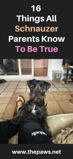 a black dog sitting on top of a person's leg with the words 16 things all schnauzer parents know to be true