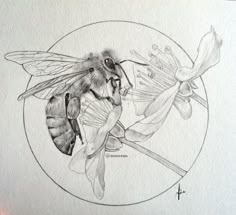 a pencil drawing of a bee on a flower