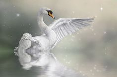 a white swan with its wings spread out floating in the water on a cloudy day