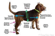 a dog's body and parts labeled in the diagram above it are labelled with different features