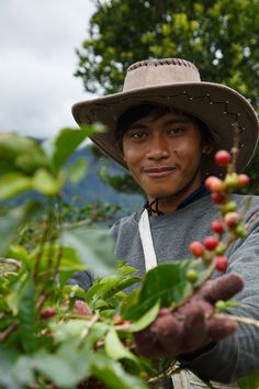 a man wearing a hat picking berries from a bush