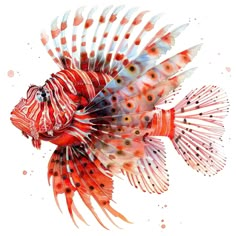 a red and white fish with orange spots on it's head