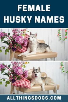 two dogs sitting on a bench with flowers in the background and text that reads, female husky names