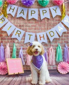 a white dog wearing a purple bandana standing in front of a birthday sign and decorations