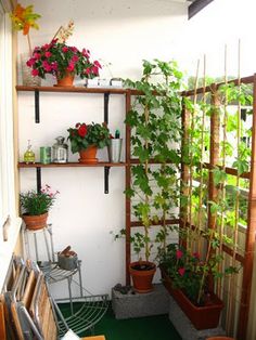 a room with plants and potted plants on the shelves in it's corner