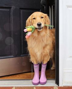 a golden retriever dog wearing rubber boots and holding flowers in its mouth while standing on the front door