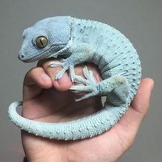 a hand holding a toy gecko in it's right hand and the other arm